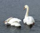 SWAN_S_1.jpg
