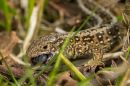 Sand_Lizard_Female.JPG