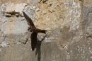 Sand_Martin_Riparia_Riparia_2-6-2020_.jpg