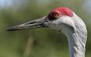 SandhillCrane_3498.jpg