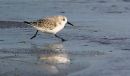 /gallery/data/501/thumbs/Sandpiper.jpg