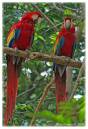 ScarletMacaw2.jpg