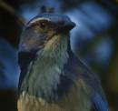 /gallery/data/501/thumbs/ScrubJayintheshade.jpg