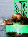 SeaLions.jpg