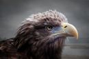 Sea_Eagle.jpg