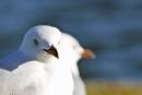 Seagul-800x538.jpg
