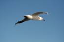 Seagull1.JPG