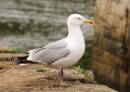 Seagull2.jpg