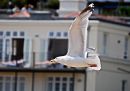 Seagull5.jpg