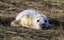 Seal_Pup2.jpg