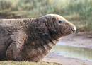 Seal_at_Donna_Nook.jpg