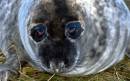 Seal_pup.jpg