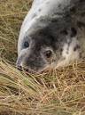 Seal_pup1.jpg