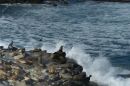 Seals_Sunning_web1000_ARC_1317.jpg