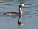 Sept-Grebe.jpg