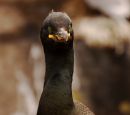 Shag_close_up_.JPG
