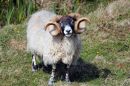 Sheep_on_Rathlin.jpg