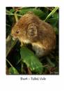 Short-Tailed_Vole.jpg