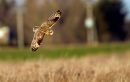Short-eared-owl-9.jpg