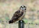 Short_Eared_Owl.jpg