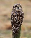 Short_Eared_Owl2.jpg