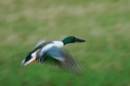 Shoveler1.jpg