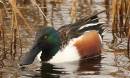 Shoveler4.jpg