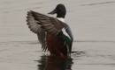 Shoveler_2.jpg