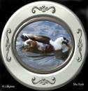 Shy_Duck.JPG