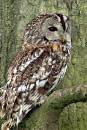 Side-Tawny.jpg