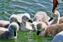 Signets2.jpg