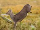 Sika-310522.JPG