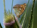 Silver-Washed_Fritillary.jpg