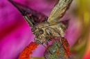 Silver_Y_Moth_on_lilly.jpg