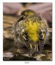 Siskin.jpg