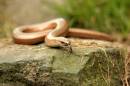 Slow_Worm.jpg