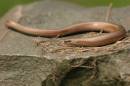 Slow_Worm_2.jpg