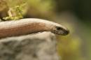 Slow_Worm_3.jpg