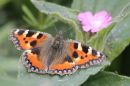 Small-Tortoiseshell.jpg