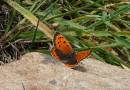 Small_Copper.jpg