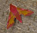 Small_Elephant_Hawkmoth_3_B_Leecy.jpg