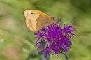 /gallery/data/501/thumbs/Small_Heath_Butterfly1.jpg