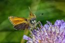Small_Skipper2.jpg