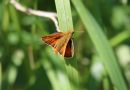 Small_Skipper_Thymelicus_Sylvestris_30-5-2020_.jpg