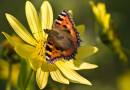Small_Tortoiseshell1.jpg
