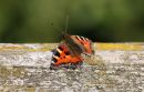 Small_Tortoiseshell_Aglais_Urticae_22-9-2020.jpg