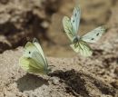 Small_Whites.jpg