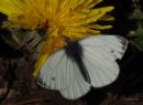 Small_white_scaled.jpg