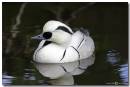 Smew-comp.jpg