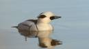 Smew2.jpg